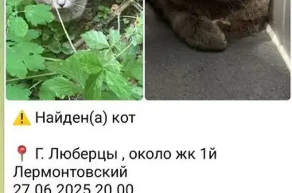 Найдена кошка, Люберцы, фото: Кошка найдена: Рождественская 6 с1, Люберцы
