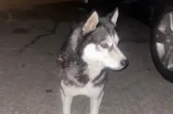 Найдена хаски с разными глазами, Осиновское