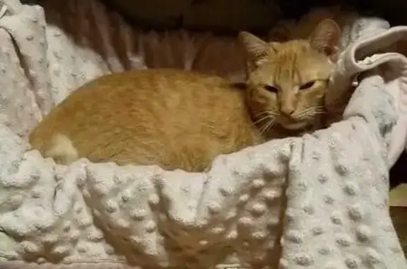 Пропал рыжий котик, Матвеева 15, Орёл