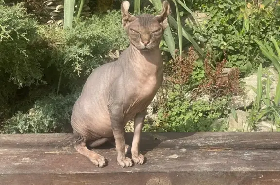 Пропала кошка, Симферополь, Крым