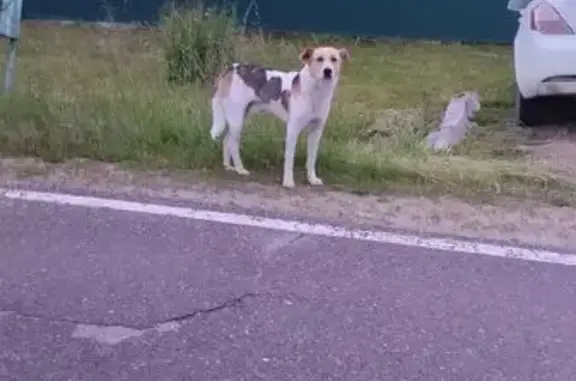 Найдена собака, Запрудня, фото: Найдена собака, Чехова 52, Запрудня