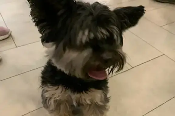 Найдена собака, Рязань, фото: Найдена собака, ул. Чапаева, 58, Рязань