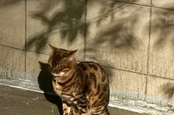 Кошка найдена: Новая Дорога 11А, Москва