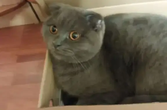 Пропала кошка, ул. Маяковского, 4, Лобня
