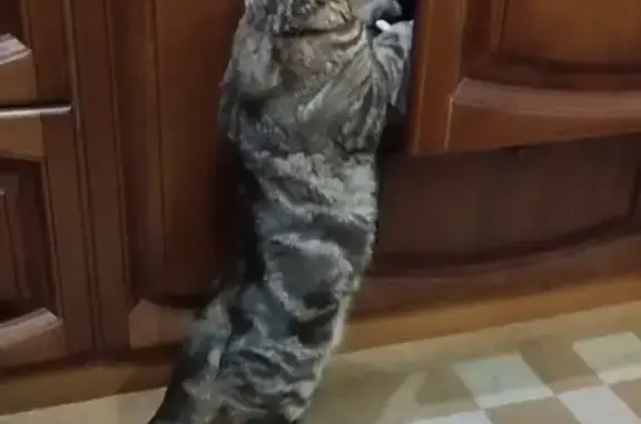 Пропала кошка, 1-й Силікатний провулок, Мелитополь