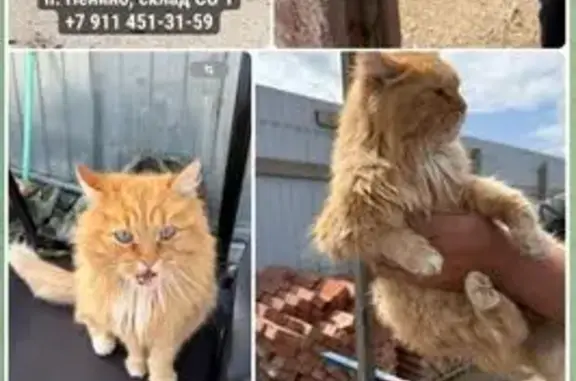 Кот найден на складе, Троицк, Москва