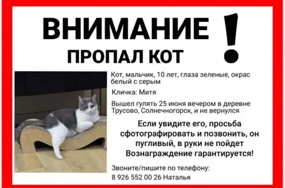 Пропал кот в Трусово 19А, МО
