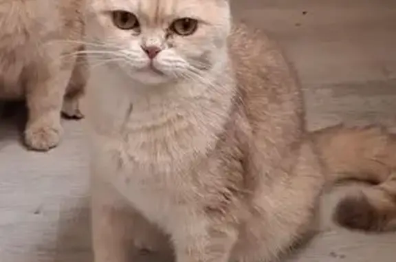 Пропала кошка, Краснополянская ул. 8