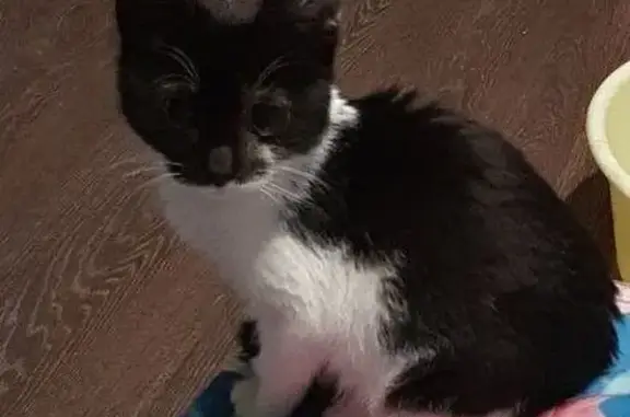 Потерянные животные Нижний Новгород, фото: Пропала кошка, ул. Мечникова 59, НН