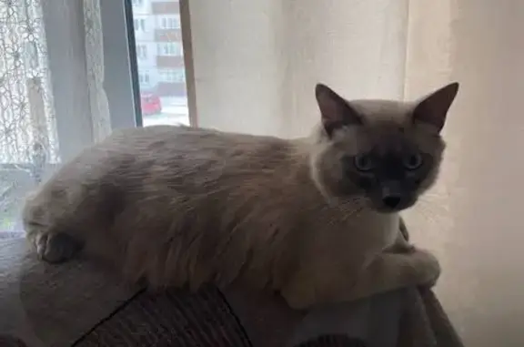 Кошки потеряшки, Солонцовский сельсовет, фото: Потеряшка кошка Барсик, Солонцовский с/с