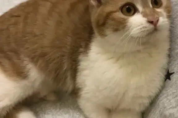 Кошки потеряшки, Кимры, фото: Потеряшка кот, Октябрьский проезд, 20, Кимры