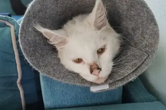 Найдена кошка, Богородское, фото: Мейн кун найдена: Центр. ул, 51, Богородское