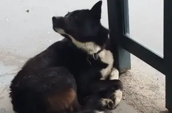 Найдена собака, Великий Новгород, фото: Найдена собака, Большая Московская, Великий Новгород