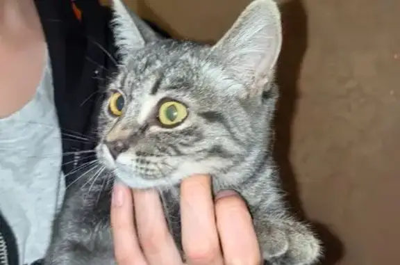 Найдена кошка, Ставрополь, фото: Кошка найдена на ул. Тухачевского, Ставрополь