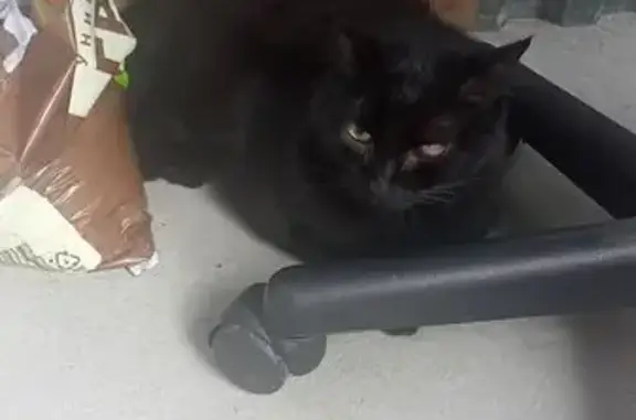 Найдена чёрная кошка, ул. Малахова 177А