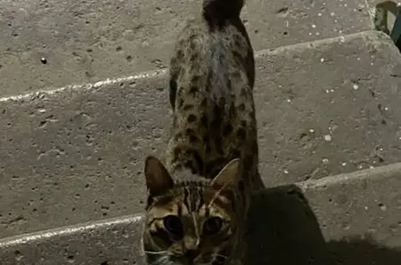 Кошка найдена: ул. Мичурина, 49, Красноярск