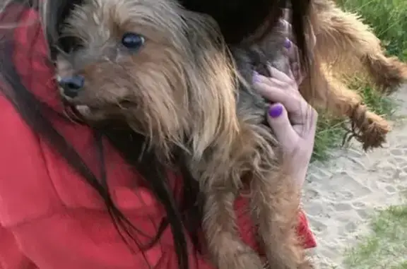 Найдена собака, 17Н-711, Новое