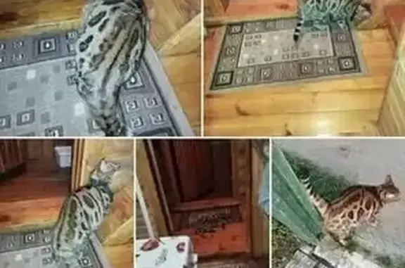 Кошка найдена: Казань, Татарстан