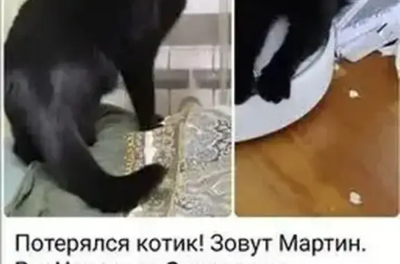 Пропала кошка на ул. Миллионщикова, Москва