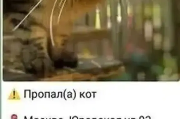 Пропал кот, Юровская ул. 93 к33, Москва