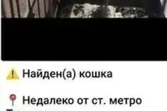 Найдена кошка, Москва, фото: Кошка найдена: Воронцовская ул, 4 с1