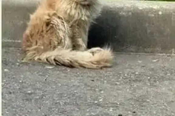 Кошка найдена: Погодинская ул., Москва