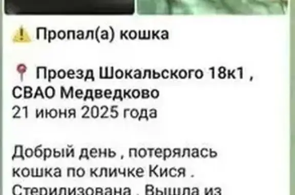 Пропала кошка, Шокальского 18 к1, Москва