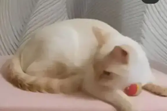 Пропала кошка на Огарёва, 4, Калуга