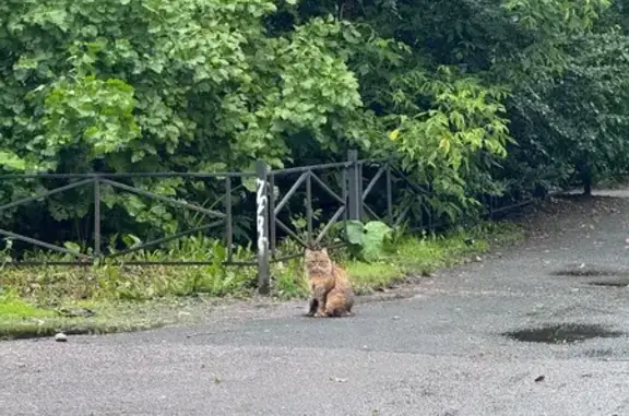 Найдена кошка, ул. Крупской 11, СПб