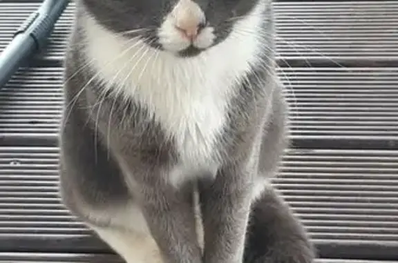 Кошка найдена в Кипенском, Ленобласть