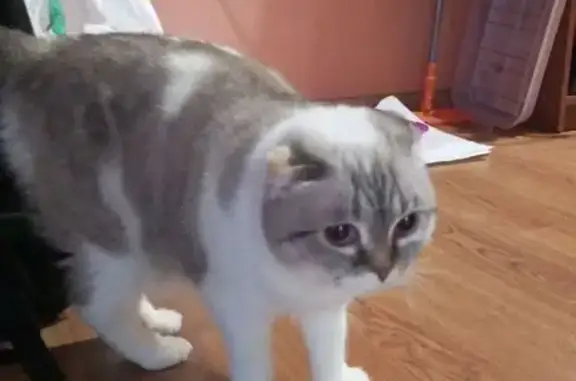 Кошка найдена у 