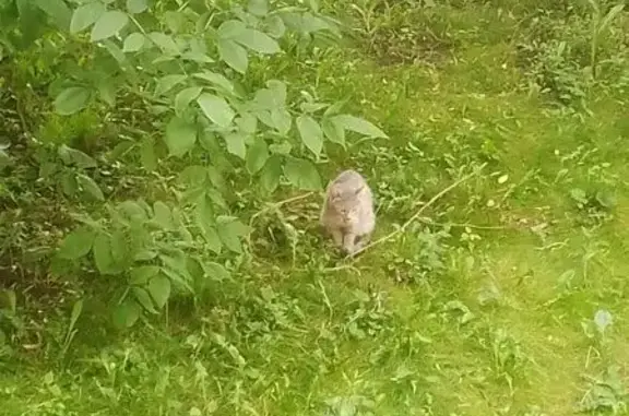 Кошка найдена: Молдагуловой, 28 к2