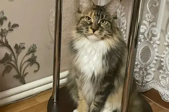 Пропала кошка, Заводская ул., 6В, Н. Ломов