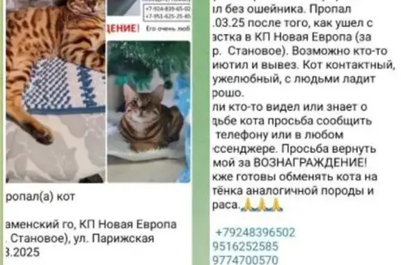Пропала кошка, МО, 30/2