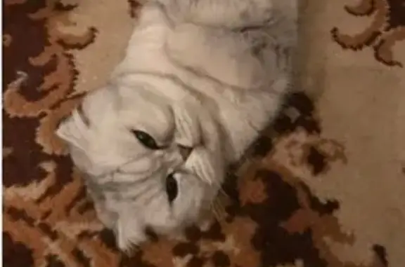 Пропала кошка, Школьная ул., 7, Столбовая