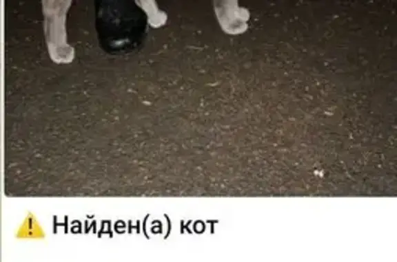 Найдена кошка, Москва, фото: Кошка найдена: Плеханова 14к4, Москва