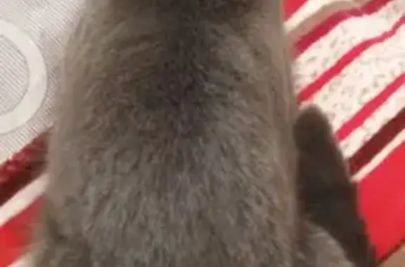 Кошки потеряшки, Нижнекамск, фото: Потеряшка кошка, ул. Кайманова, 18