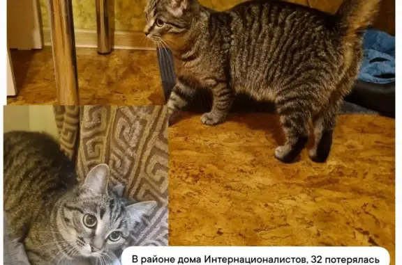 Пропала кошка, ул. Интернационалистов, 32