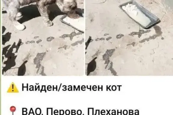 Найдена кошка, Москва, фото: Кошка найдена на Плеханова, 21, Москва