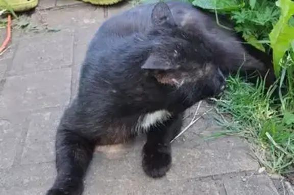 Найденные животные Красноярск, фото: Найдена кошка, 423, Красноярск