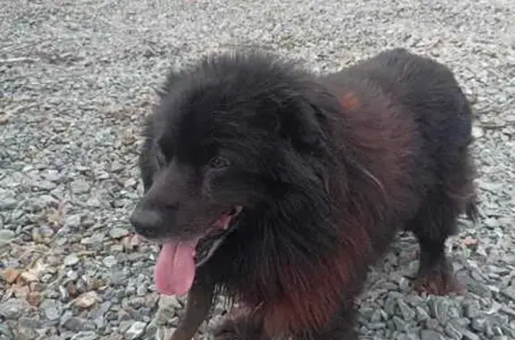 Собака найдена на Первомайской, Йошкар-Ола