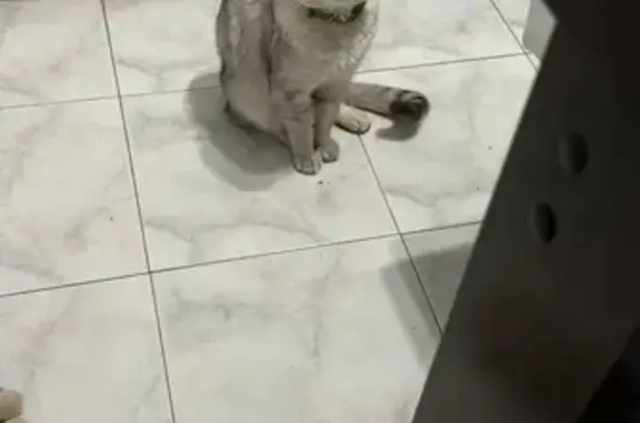 Кот найден в подвале на Приорова, 30