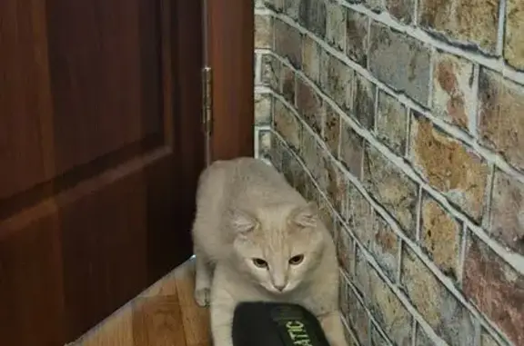 Найденные животные Москва, фото: Кошка найдена: пр. Маршала Жукова, 56