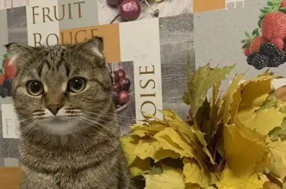 Пропала кошка, ул. Либкнехта, 74, Ижевск