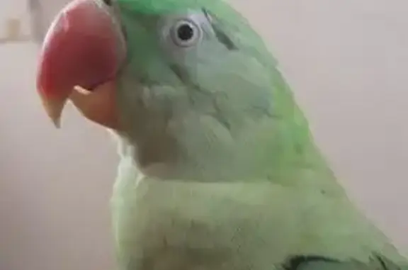 Потерянные животные Михайловск, фото: Пропал попугай на Парковой, 17, Михайловск