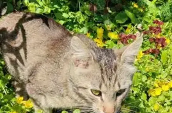 Найдена кошка, Суздаль, фото: Кошка найдена на ул. Виноградова, 34, Суздаль