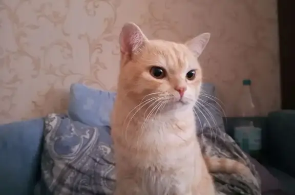 Кошки потеряшки, Верхний Тагил, фото: Потеряшка кошка, Маяковского 29, Верхний Тагил