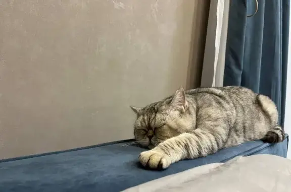 Пропала кошка, Отрадная ул., Пычанки