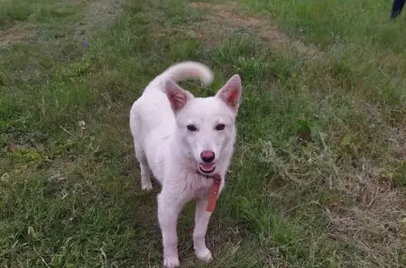 Найдена собака, Липецкая область, фото: Щенок найден в Липецкой области