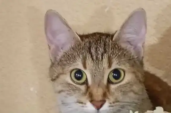 Кошки потеряшки, Краснодар, фото: Потеряшка кошка, Парусная 20/3, Краснодар